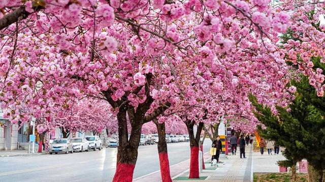 两当：一城繁花绘春色
