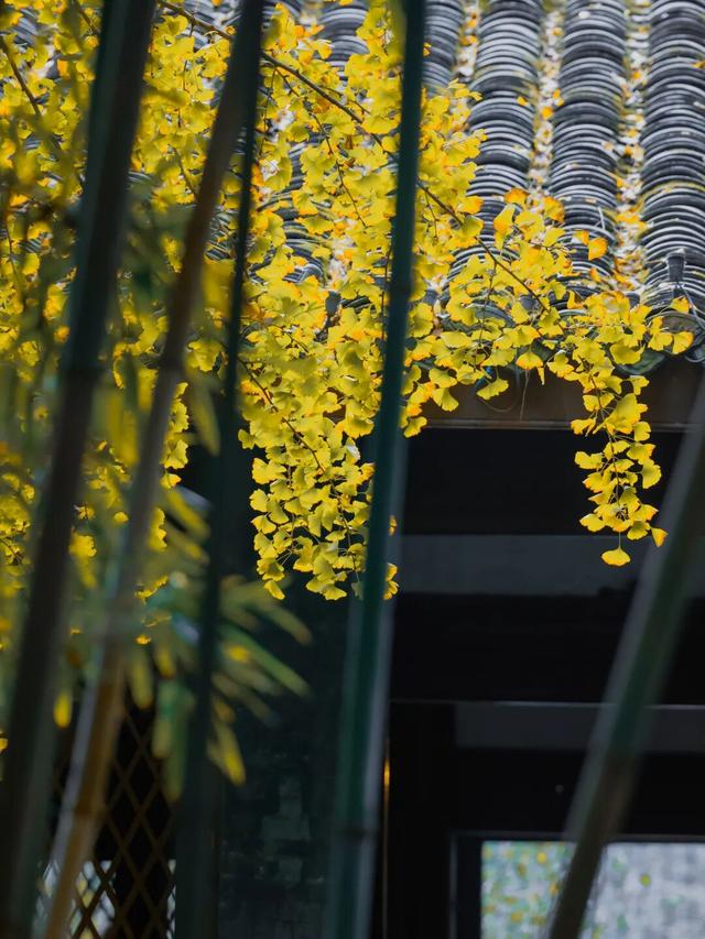 还起什么标题，美不美你们直接看！