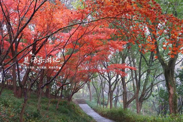绍兴上虞的绚丽秋色，堪称封神的红枫园林胜境，比风景油画还要美