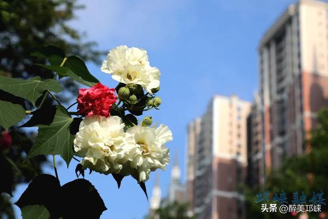 聆听邛崃丨一城芙蓉色，“醉美”是邛崃