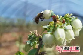 优秀四雁人才陈玲：“蓝妹妹”成就蓝莓小镇“金招牌”图片