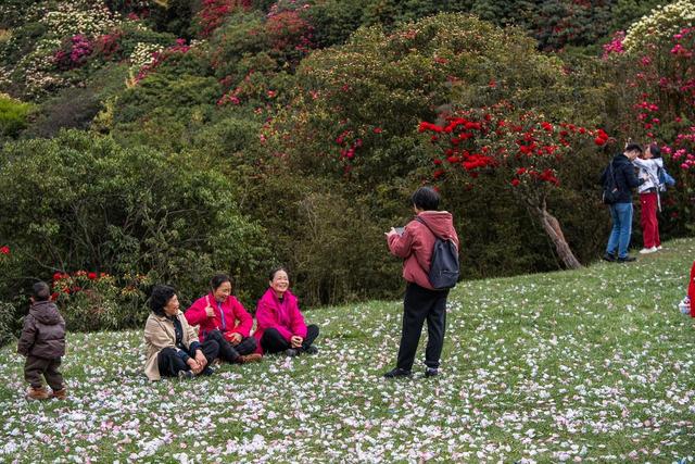 被严重低估的贵州毕节：这100多平方公里的杜鹃，不看真的会后悔