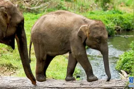 【大象密码第二十期】你看大象的“jiojio” 就像一个……图片