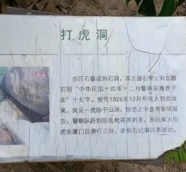 厦门是一座被称为鹭岛的滨海城市，但厦门与老虎有着深厚历史渊源