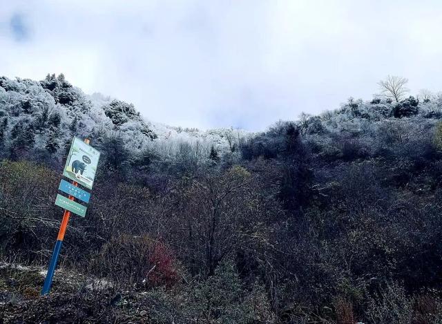 层林尽染看平武