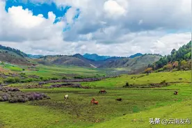 六月的怒江兰坪箐花甸治愈感拉满图片