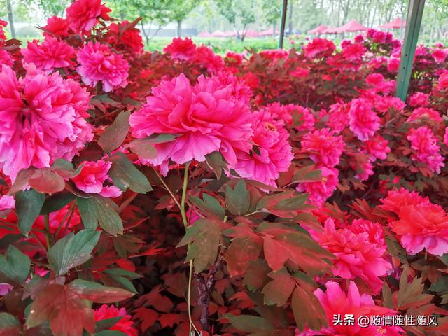 身为洛阳人，年年去牡丹园看花