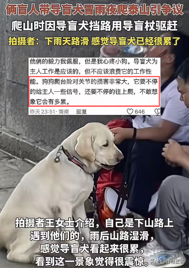 爬泰山的作死夫妻被制裁！导盲犬被收回，身份被扒，家里还有一只