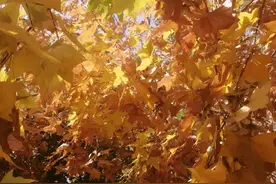 我打移动10086投诉10086，投诉无结果，你说现在移动客服咋这么差图片