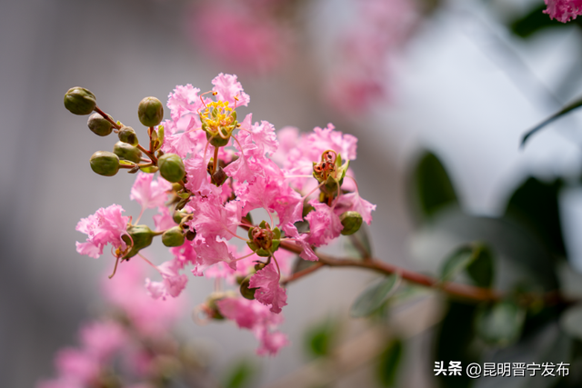 晋宁这条路，美得藏不住……