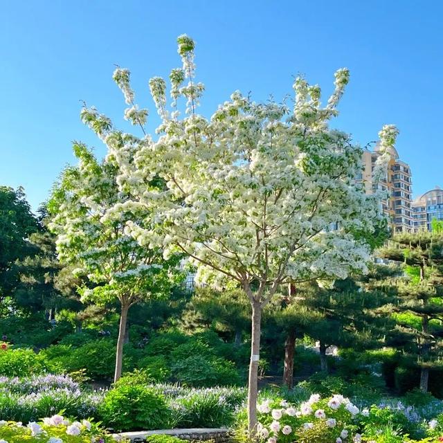 半日休闲游玩 | 牡丹+流苏+多巴胺花海，好拍到停不下来