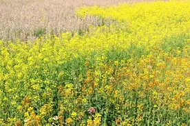 十堰30片宝藏油菜花海等你打卡图片