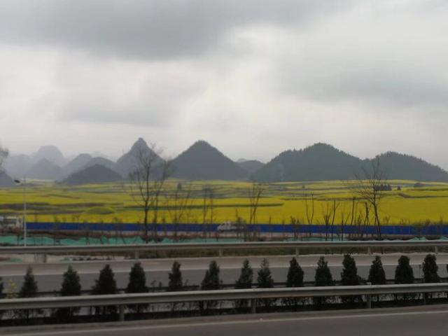 带着孙女去旅行（168）罗平油菜花海游