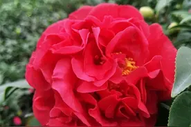 这种茶花“太红了”，比鸡血还红艳，花期长、花量足，耐寒耐阴图片