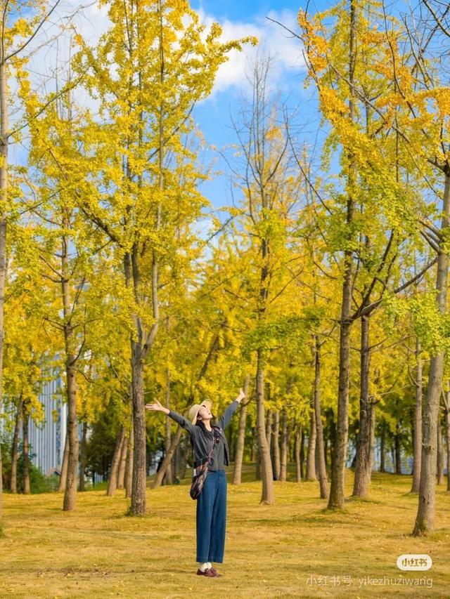 地铁直达！免费！成都20个绝美赏秋地，银杏水杉梧桐红枫限时上演！就在家门口！
