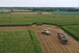 年产值超3亿！定边20万亩青贮玉米开镰收割图片