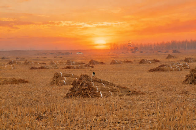 苇梢上的落日，是独属于淄博这里的浪漫！