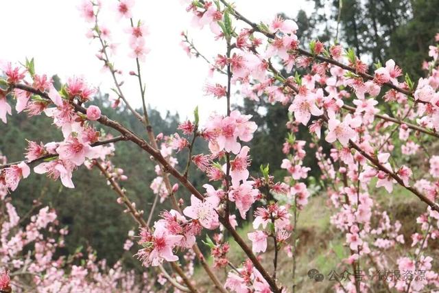高山桃蕊绽芳华 花海映美苗乡寨——车田苗族乡黄宝村黄桃花绘就生态观赏新景致