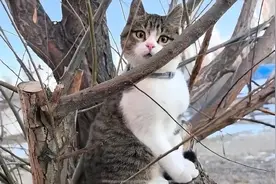 网红猫“悟空”之死，为何引发大众关切？图片