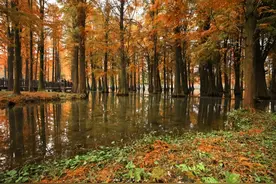 最佳观赏期！冬日郊野公园美如油画→图片