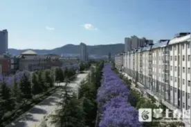 蓝花楹已上线！昆明街边化身“紫色梦境”图片