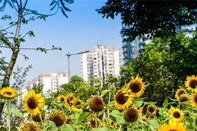 事关买房、落户、贷款、车位！成都一揽子新政答疑来啦图片