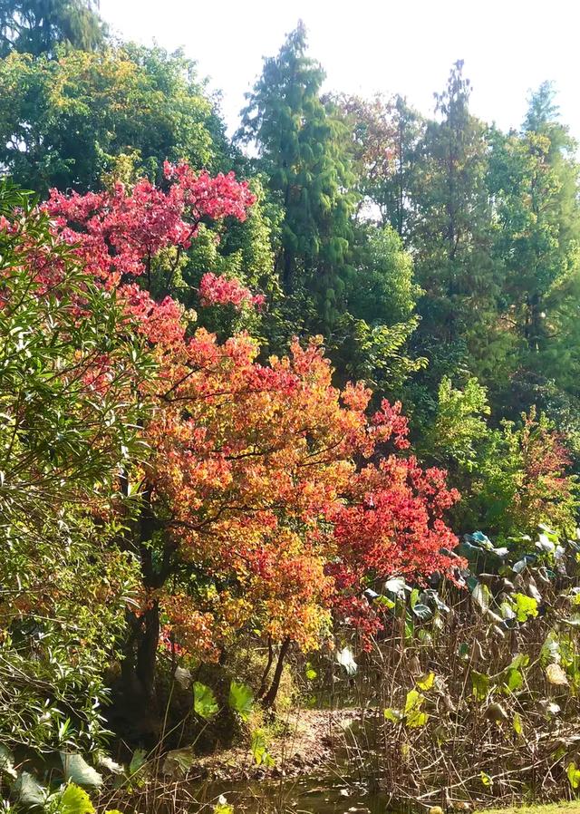 美篇:枫 叶 红 了