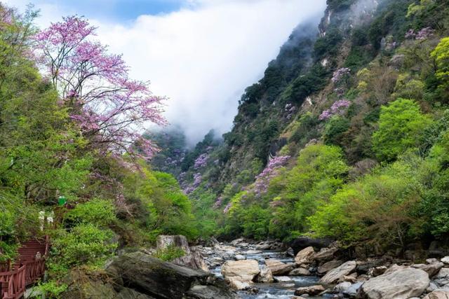 广元不远 周末优选 | 又是紫荆又是奖牌的，唐家河你成功引起了我的注意！