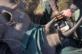 犀牛角最终被孙悟空收藏背后的原因是什么？不是说好的给如来吗图片