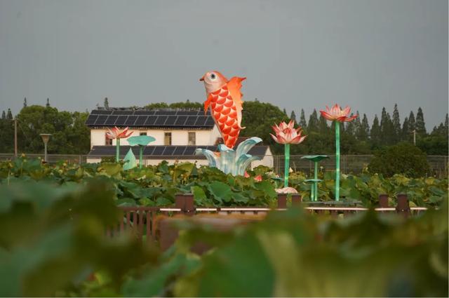火爆全网的“荷花市集”，太仓也有了！