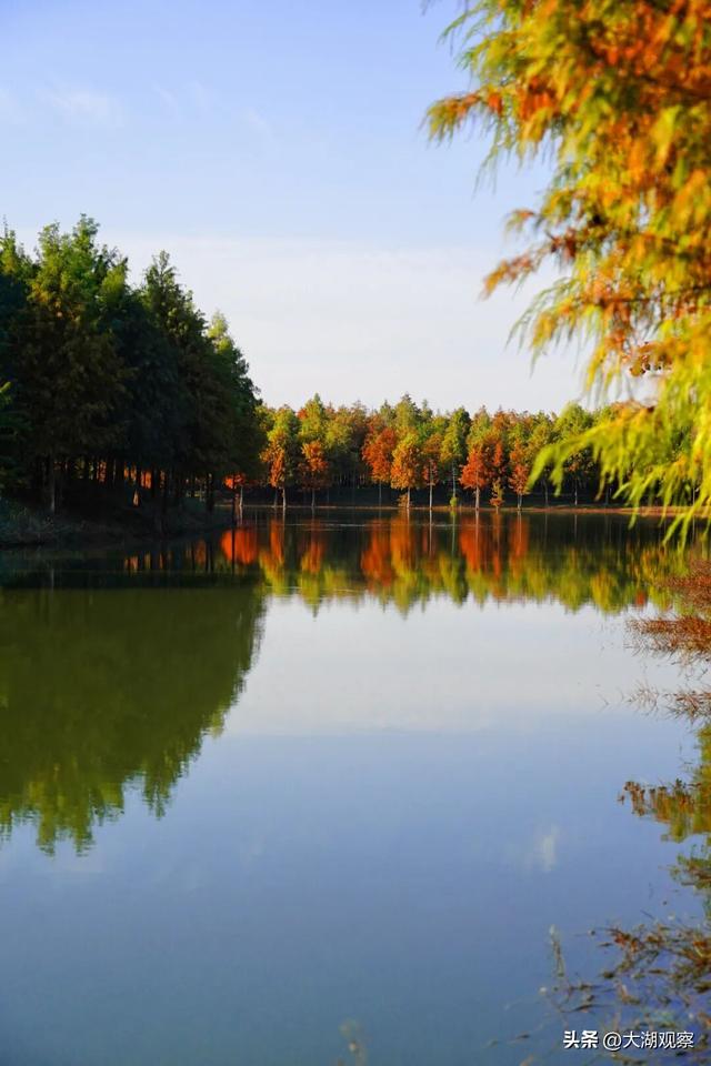 美成油画！合肥这片红衫林，藏不住了！