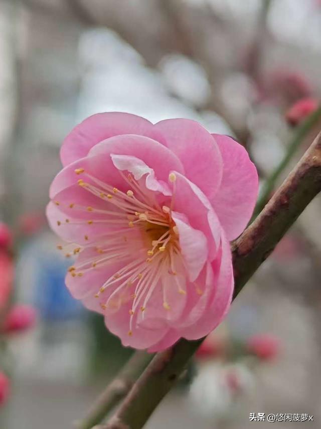 读林清玄《心灵的梅香》的小感悟