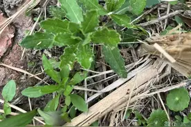 路边碰到这种带刺的野菜不要手软 挖一筐凉拌做汤香得很图片