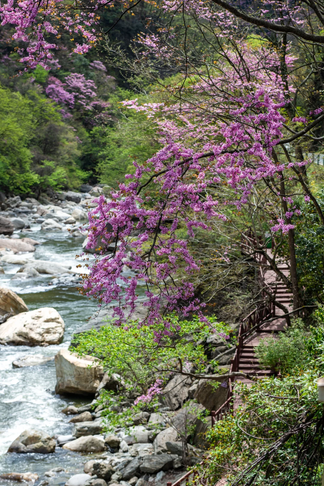今天，唐家河的浪漫是这样“紫”的！