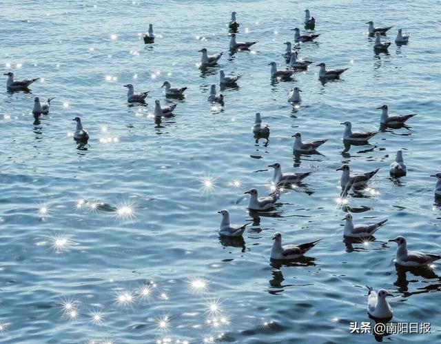 “鸥”耶！现在可以来丹江大观苑看海鸥咯~