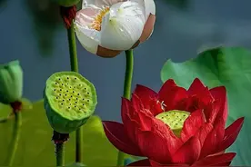 这8种性格，早晚会吃大亏，越早看到越好图片