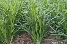 “韭菜挪窝、越长越多”，“韭菜不养根、叶片细如针”，真招来了图片