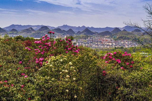 被严重低估的贵州毕节：这100多平方公里的杜鹃，不看真的会后悔