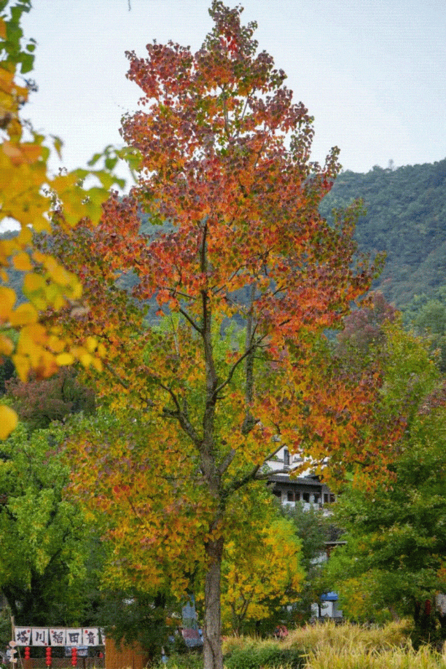 黄山初冬，打翻调色盘的绝美限定 | 皖美冬日