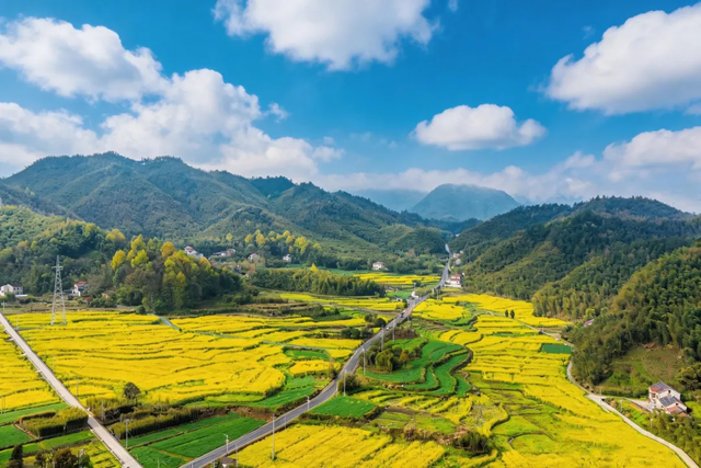 去油菜花田，往春天里走！