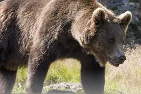 户外胜地西藏棕熊泛滥？人熊冲突何解图片