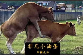 海外牛鞭走私中国，究竟有多猖獗？图片