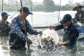 鱼塘什么时候放苗最好，鱼塘放鱼苗的注意事项和禁忌，建议收藏图片