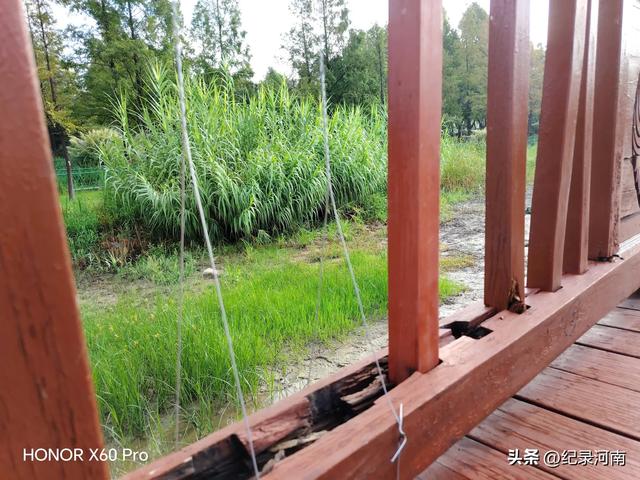 全国文明城市柘城县国家湿地公园榕湖斥巨资升级的人行栈道现状