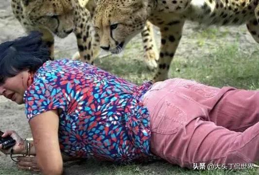 挑逗牛群的代价：游客素质短板下的自然警示
