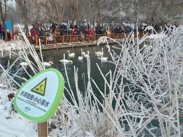 伊宁天鹅泉湿地公园：冬日里的生态诗画