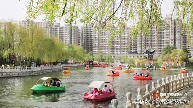 临夏市：玉兰探春盛放 满城春色入画来