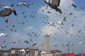 8万羽和平鸽成功放飞，“最快下班鸽”回家只用了4分钟，养鸽人：提前两个月就在家训练图片