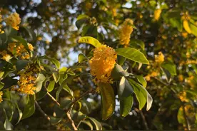 国庆节，申城第一波桂花开了！图片