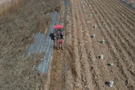 会宁洋姜新品种提升“土特产”附加值图片